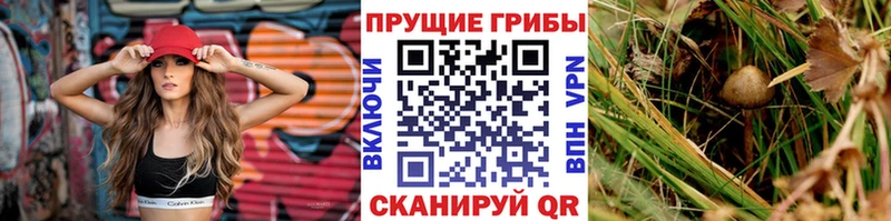 сколько стоит  Мурманск  Галлюциногенные грибы GOLDEN TEACHER 